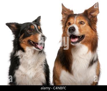 Close-up of Male Border Collie, 7 years old, Female Border Collie, 3 years old, in front of white background Stock Photo