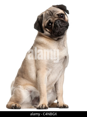 Pug, 8 months old, sitting in front of white background Stock Photo