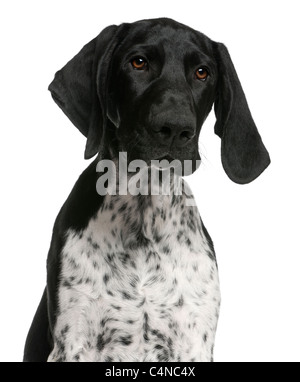 Close-up of German Shorthaired Pointer puppy, 4 months old, in front of white background Stock Photo