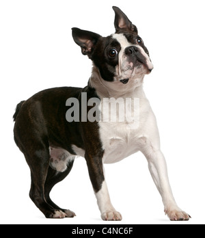 Boston Terrier, standing in front of white background Stock Photo - Alamy