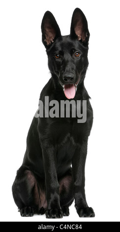 German Shepherd puppy, 5 months old, sitting in front of white background Stock Photo