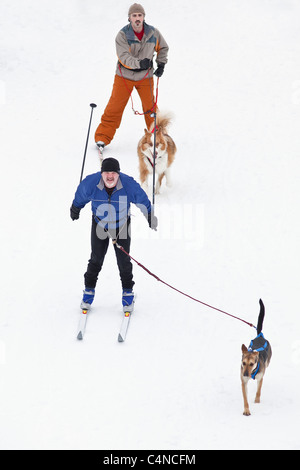 Dogs pulling cross-country skiers, Winnipeg, Manitoba, Canada Stock Photo