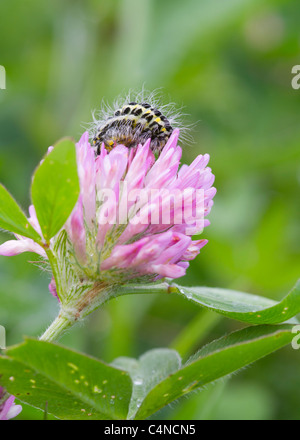5-spot Burnet Caterpillar on a flower head Stock Photo