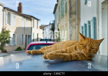 Ginger cat resting on hot tin roof at St Martin de Re, Ile de Re, France Stock Photo