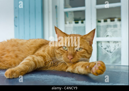 Ginger cat resting on hot tin roof at St Martin de Re, Ile de Re, France Stock Photo