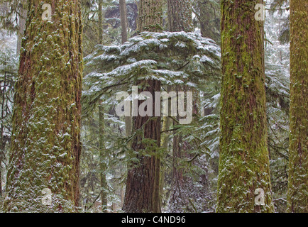 Snow-covered trees in Cathedral Grove, MacMillan Provincial Park, Vancouver Island, British Columbia Stock Photo