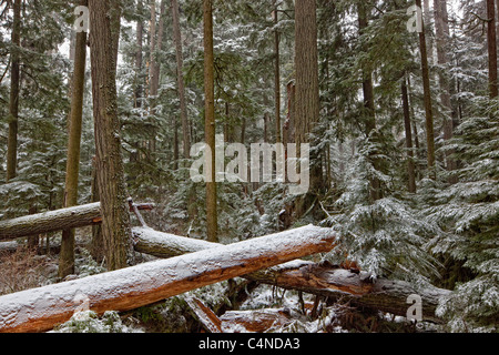 Snow-covered trees in Cathedral Grove, MacMillan Provincial Park, Vancouver Island, British Columbia Stock Photo