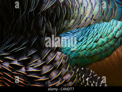 OCELLATED TURKEY (Agriocharis ocellata) male feather detail. Tikal, Guatemala, Central America. Stock Photo