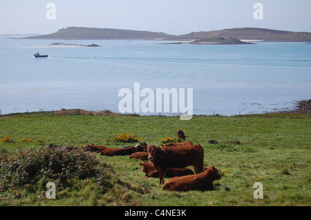 cattle on tresco, isles of scilly, uk Stock Photo