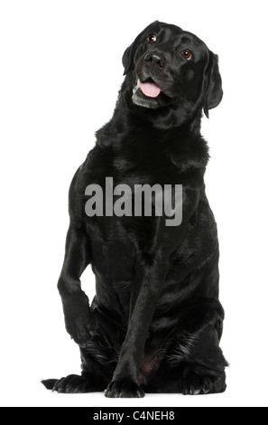 Labrador Retriever, 8 years old, sitting in front of white background Stock Photo