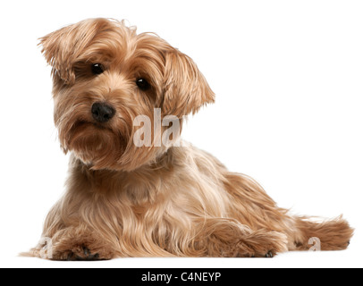 Yorkshire Terrier, 14 years old, lying in front of white background Stock Photo