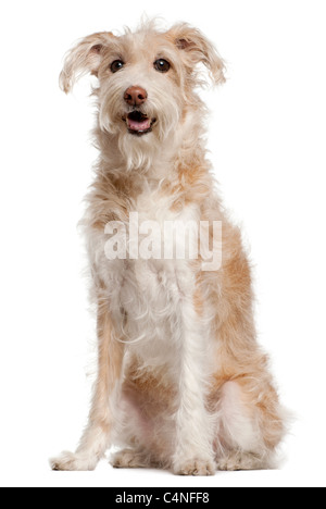 Mixed-breed dog, 14 years old, sitting in front of white background Stock Photo