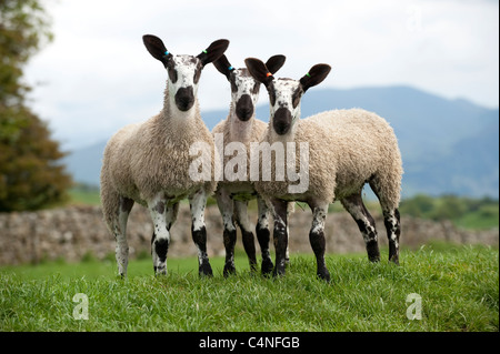 Blue Faced Leicester lambs in field. Used primarily to breed with other sheep producing Mules. Stock Photo