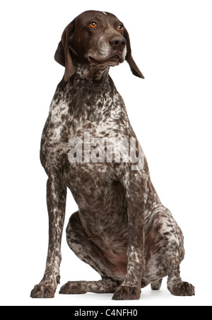 German Shorthaired Pointer, sitting in front of white background Stock Photo