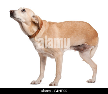 Three legged mixed-breed dog, 11 years old, standing in front of white background