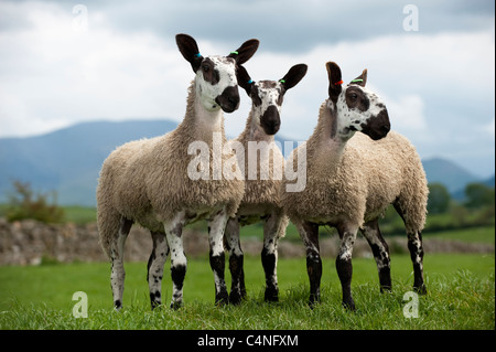 Blue Faced Leicester lambs in field. Used primarily to breed with other sheep producing Mules. Stock Photo