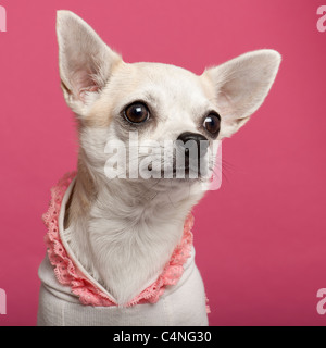 Close-up of Chihuahua wearing pink laced shirt in front of pink background Stock Photo