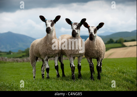 Blue Faced Leicester lambs in field. Used primarily to breed with other sheep producing Mules. Stock Photo