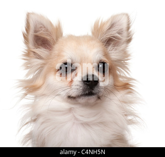 Close-up of Chihuahua, 2 years old, in front of white background Stock Photo
