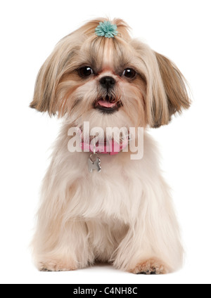 Shih Tzu, 1 year old, sitting in front of white background Stock Photo