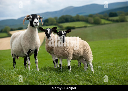 Swaledale ewe with twin mule gimmer lambs. Stock Photo