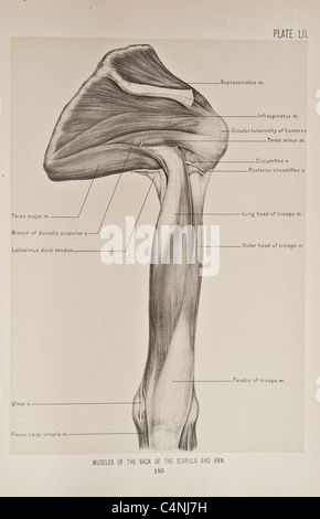 Illustration of Human Arm copyright 1899 Stock Photo
