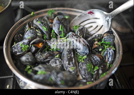 Cooking fresh mussels in a saucepan with shallots white wine cream and parsley - shellfish food UK  Moules Mariniere Stock Photo