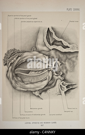 John B Deaver Surgical Anatomy copyright 1899 Stock Photo