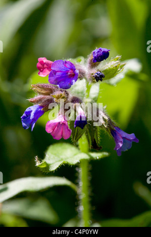 narrow leaved Lungwort  - Pulmonaria longifolia Stock Photo