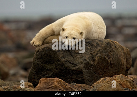 Bear laying on rock, Manitoba, Canada Stock Photo