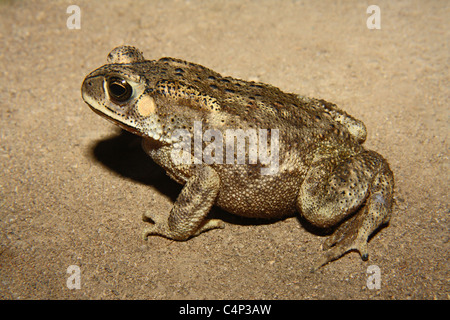 Common Indian Toad (Duttaphrynus melanostictus) Stock Photo