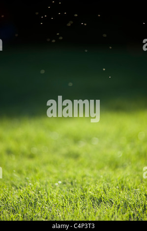 Rain falling on grass at night Stock Photo
