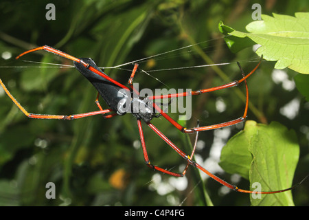 BLACK WOOD SPIDER Nephila kuhli Closeup Stock Photo