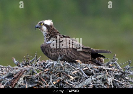 Female Osprey (Pandion haliaetus) Stock Photo