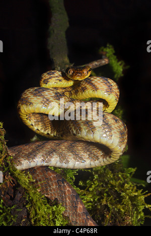 COMMON CAT SNAKE Boiga trigonata Mildly Venomous, Common. Indian Gamma Snake. Verticle pulpil like that of the cat Stock Photo