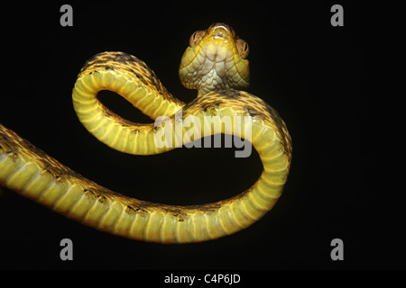 COMMON CAT SNAKE Boiga trigonata Mildly Venomous, Common. Indian Gamma Snake. Verticle pulpil like that of the cat. Stock Photo