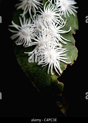 White Mealy bug insect on tree close up Stock Photo: 147973611 - Alamy