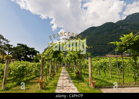 Vineyard, Convent of Our Lady of Tears, Convent of Madonna delle Lacrime, Dongo, Como lake, Italy  Stock Photo