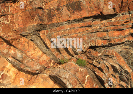 Zig Zag sandstone rock strata in cliff at Millook Haven, North Cornwall, England, UK Stock Photo