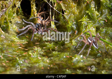 Female raft spider (Dolomedes fimbriatus) guards her den against the advance of a male suitor. Stock Photo