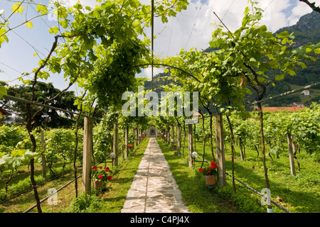 Vineyard, Convent of Our Lady of Tears, Convent of Madonna delle Lacrime, Dongo, Como lake, Italy  Stock Photo