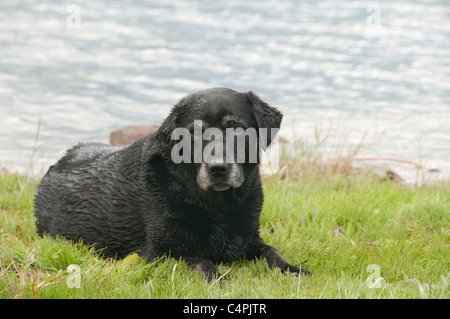 Older black Labrador retriever resting by a lake, Ontario, Canada Stock Photo