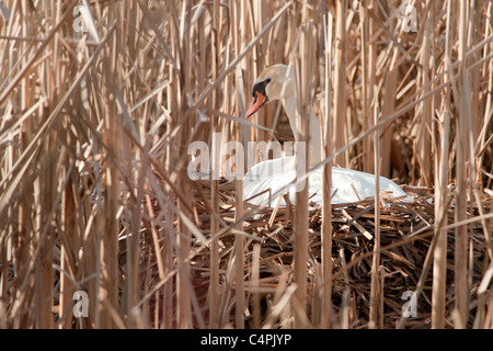 Mute swan sitting on nest among reeds, Picton, Ontario, Canada Stock Photo