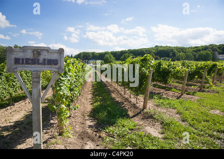 Riesling grapevines in vineyard, Niagara region, Ontario, Canada Stock Photo