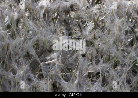 Silken webs in hedgerow formed by a moth caterpillar. Dorset, UK. Stock Photo