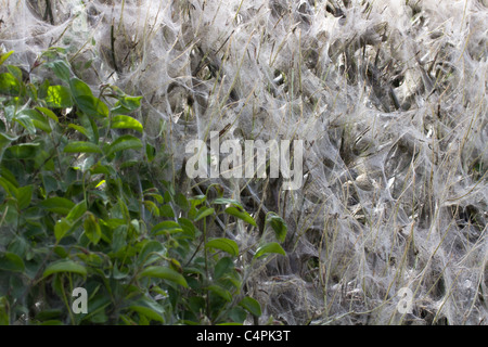 Silken webs in hedgerow formed by a moth caterpillar. Dorset, UK. Stock Photo