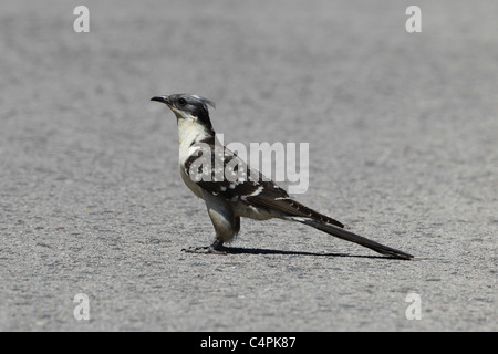 [Great Spotted Cuckoo] [Clamator glandarius] standing on road at Llanos de Caceres, Extremadura, Spain Stock Photo