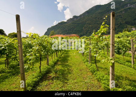 Vineyard, Convent of Our Lady of Tears, Convent of Madonna delle Lacrime, Dongo, Como lake, Italy  Stock Photo