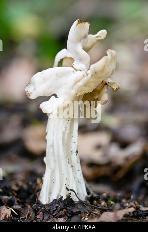 Common White Saddle Helvella crispa Stock Photo