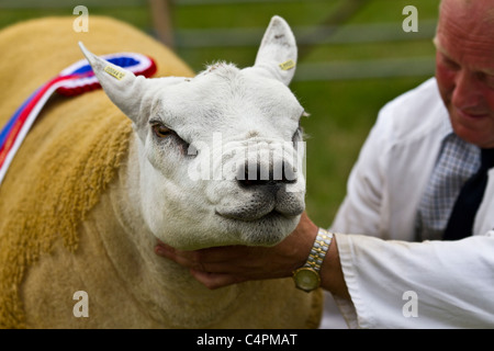 Best of breed white-face Texel prize-winning sheep at summer Agricultural show, UK Stock Photo